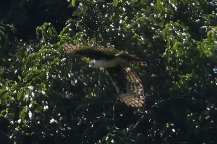 Cassin's Hawk-Eagle - ML646168813