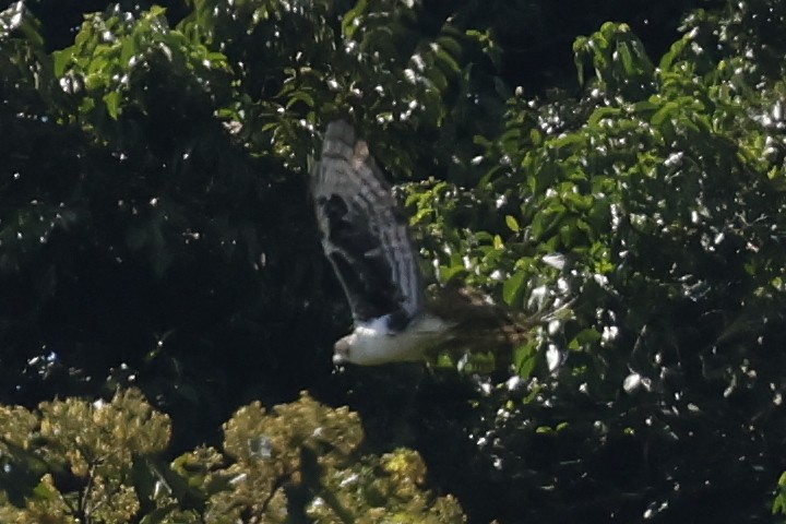 Cassin's Hawk-Eagle - ML646168814