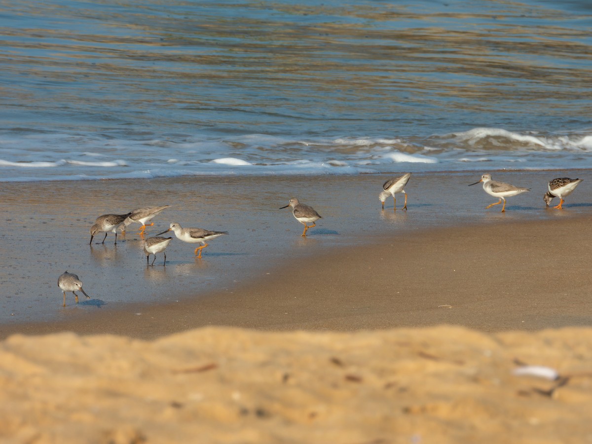 ביצנית אפורה - ML646168815
