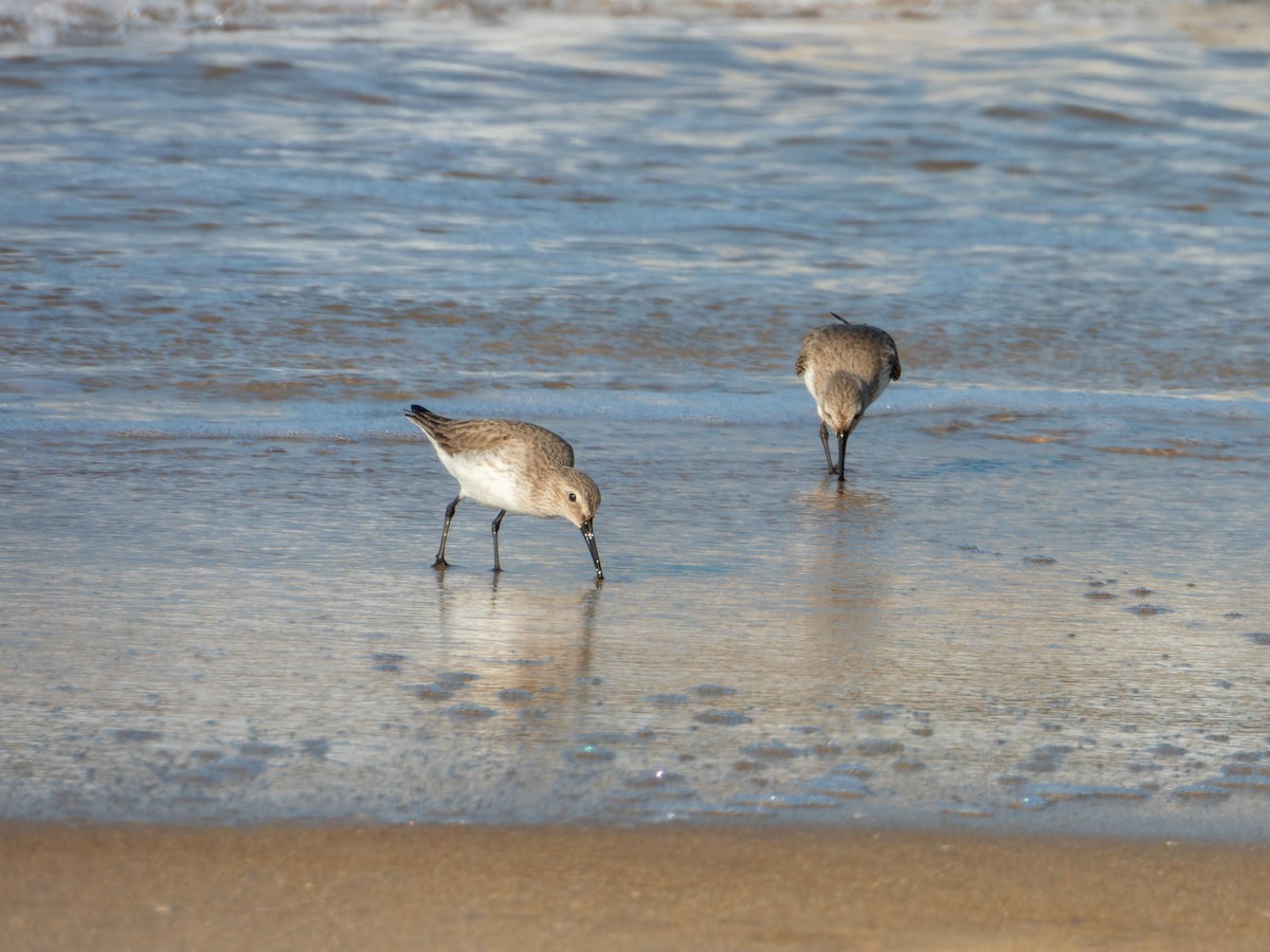 חופית אלפינית - ML646168817