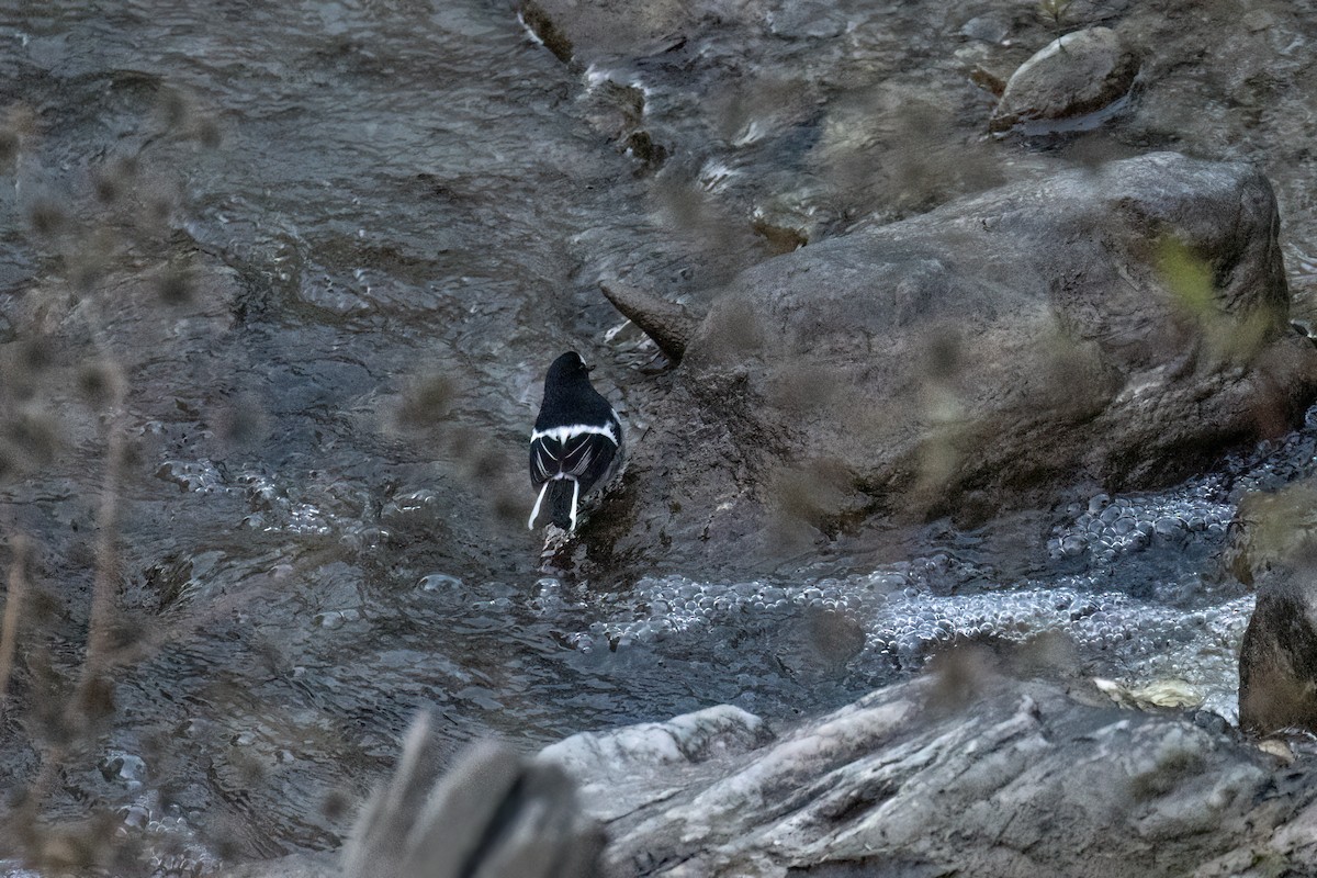 Вилохвістка гірська - ML646168827