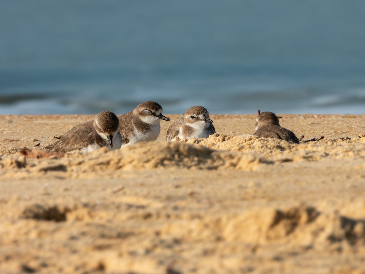 Tibet Cılıbıtı - ML646168830