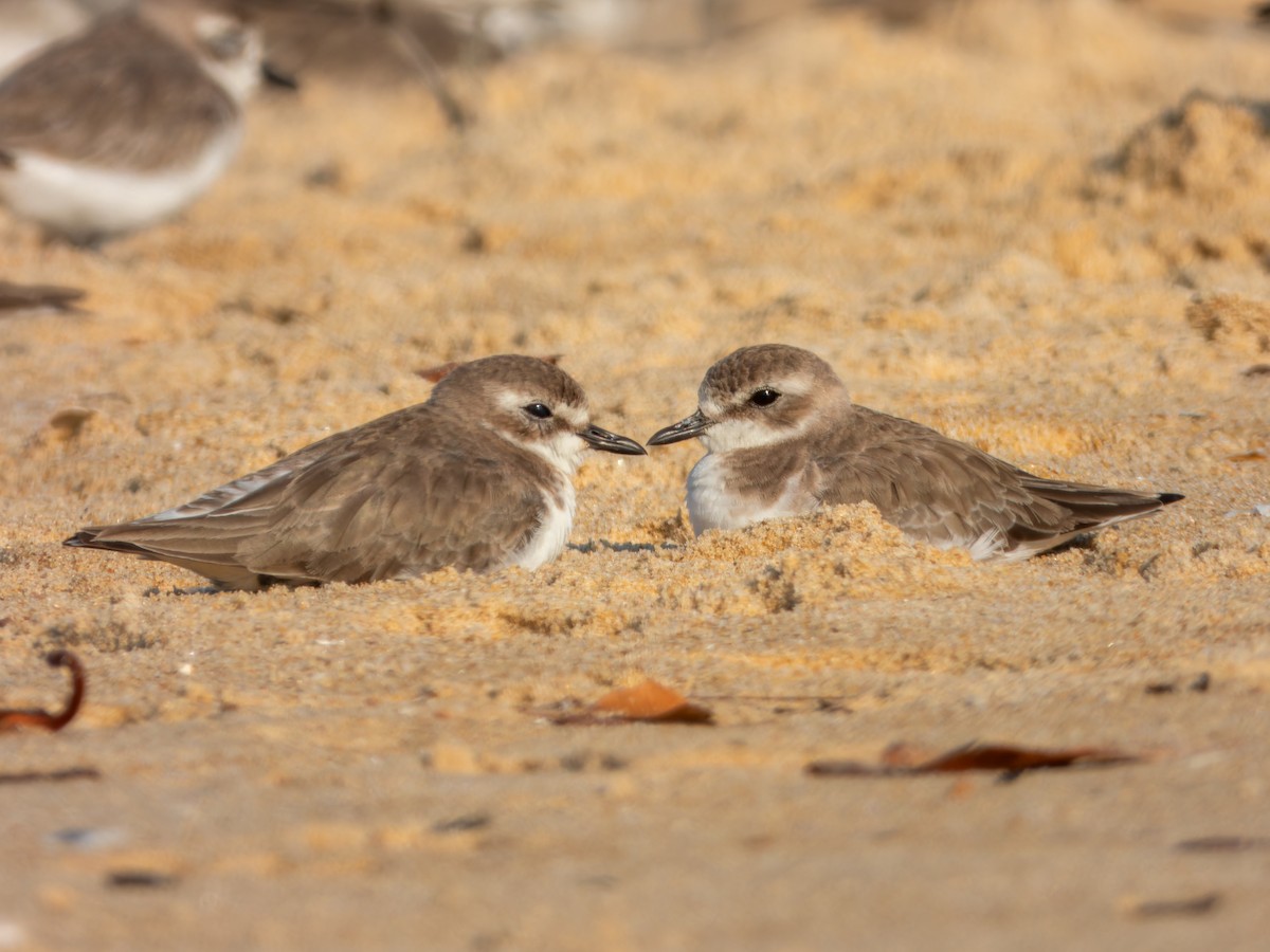 Tibet Cılıbıtı - ML646168831