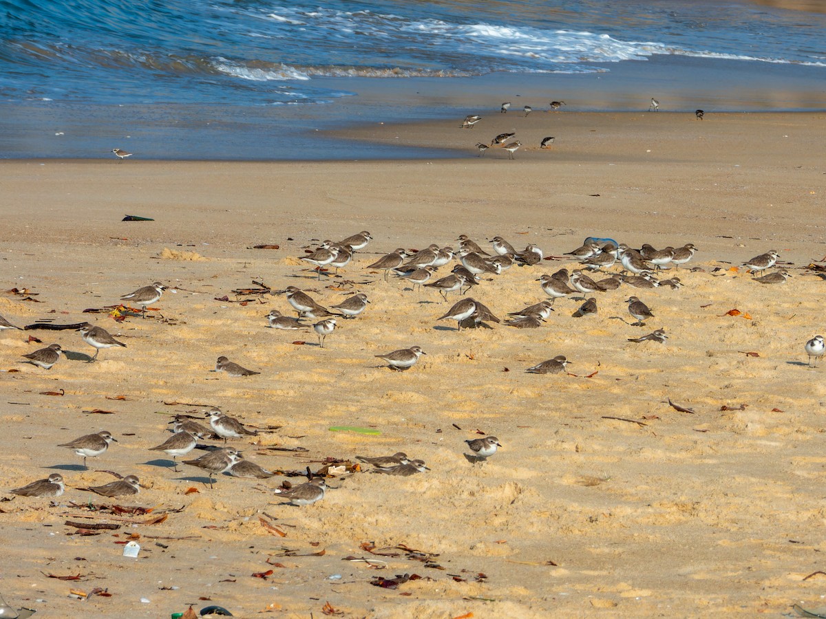 Tibet Cılıbıtı - ML646168832