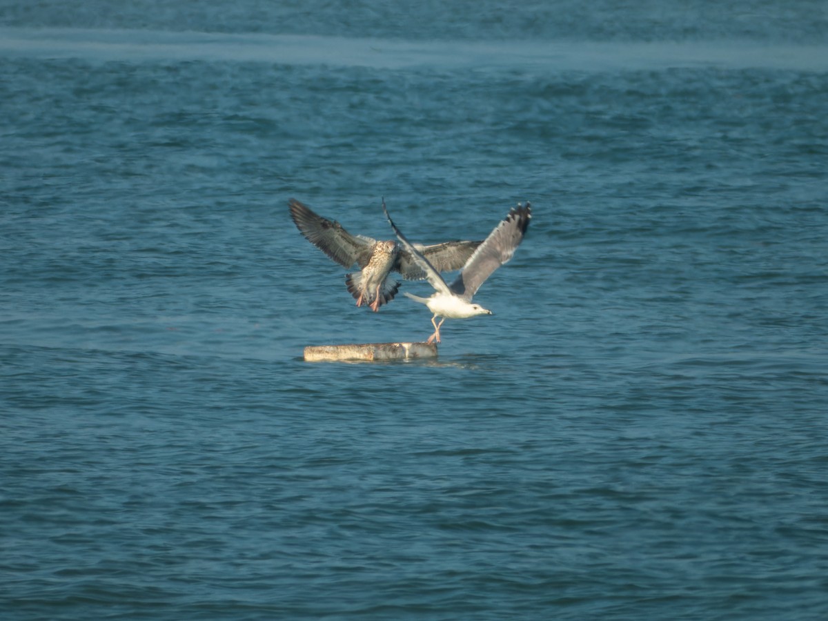 Zafferano - ML646168834