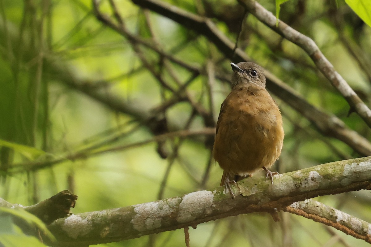 Rufous Flycatcher-Thrush - ML646168835