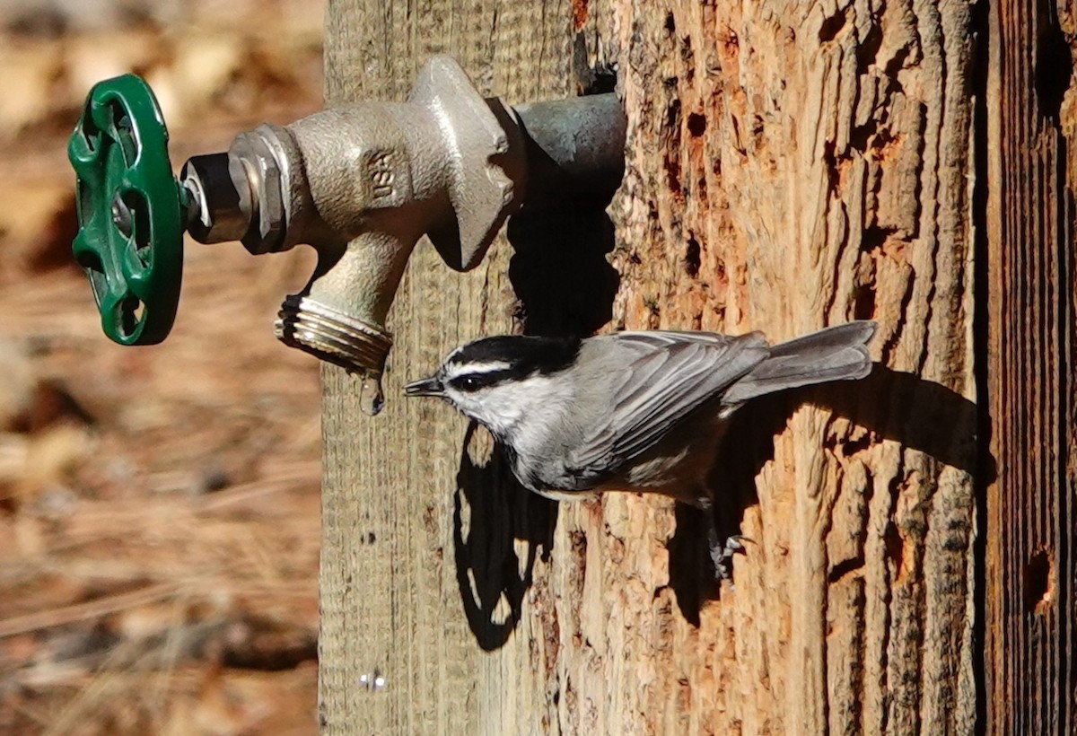 Mountain Chickadee - ML646168836