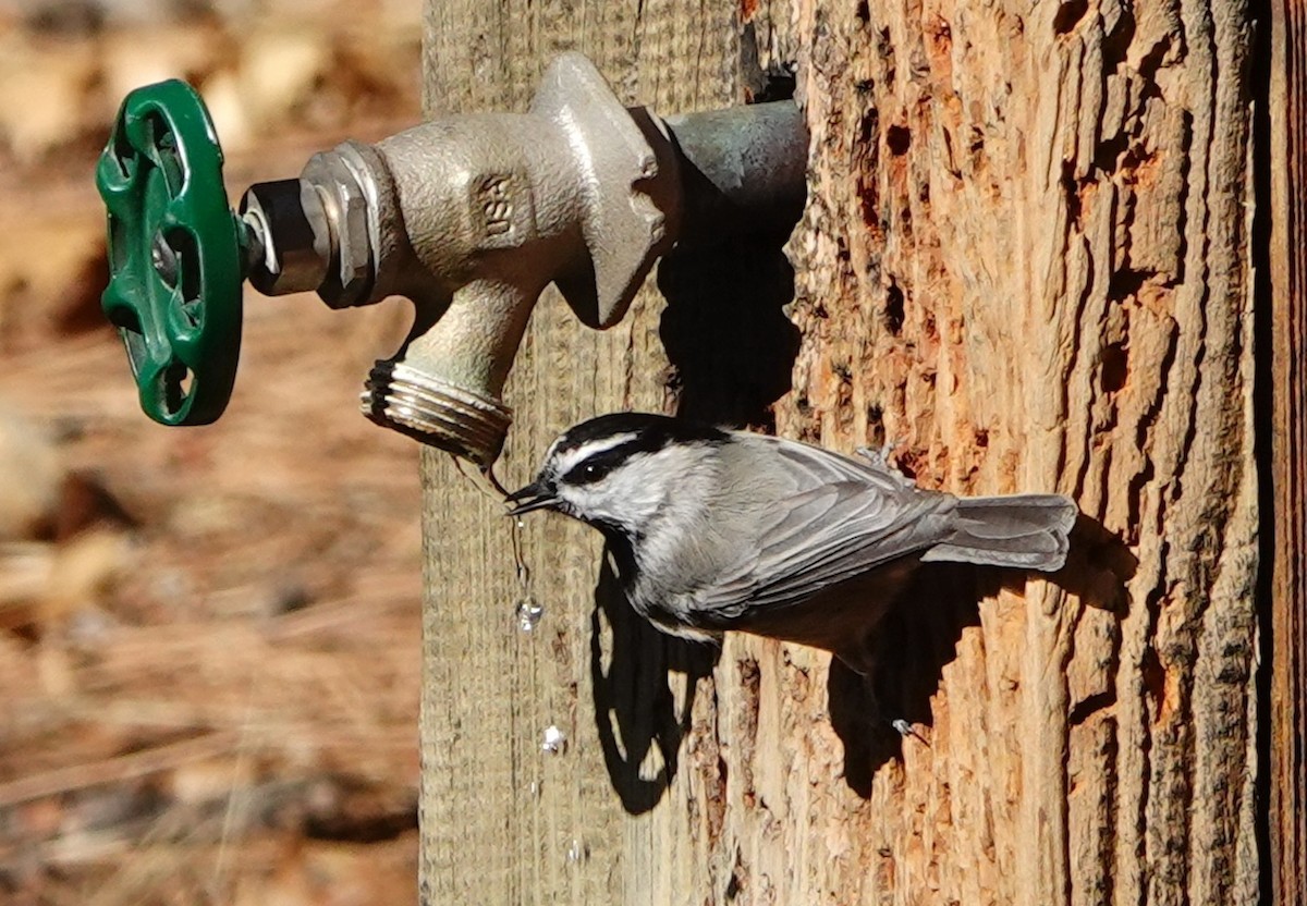 Carbonero Montañés - ML646168837