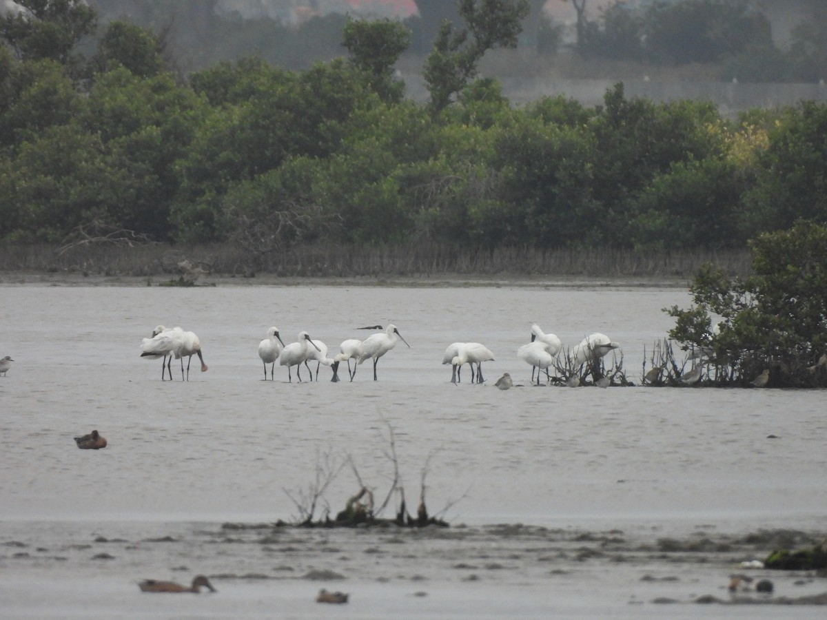 Black-faced Spoonbill - ML646168838