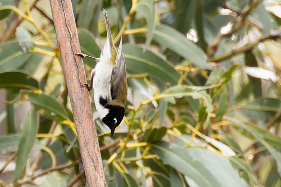 Black-headed Honeyeater - ML646168839