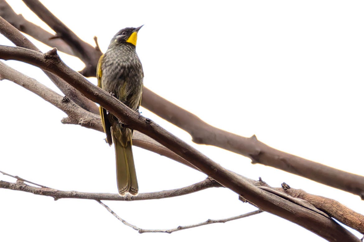 Yellow-throated Honeyeater - ML646168840