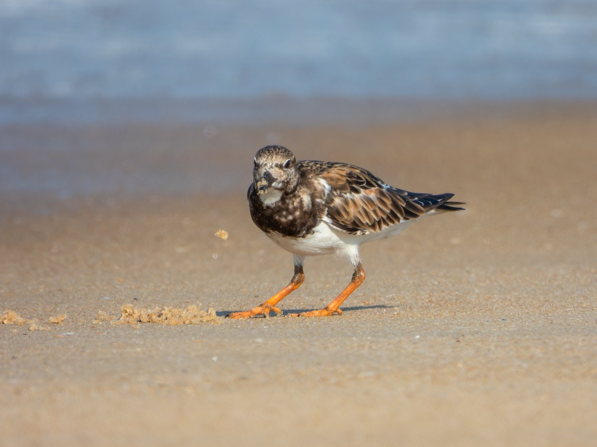Ruddy Turnstone - ML646168841