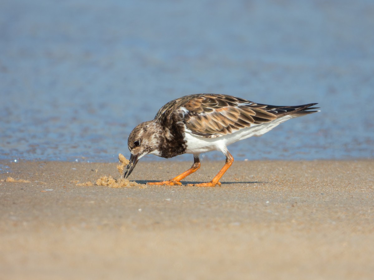 Ruddy Turnstone - ML646168842