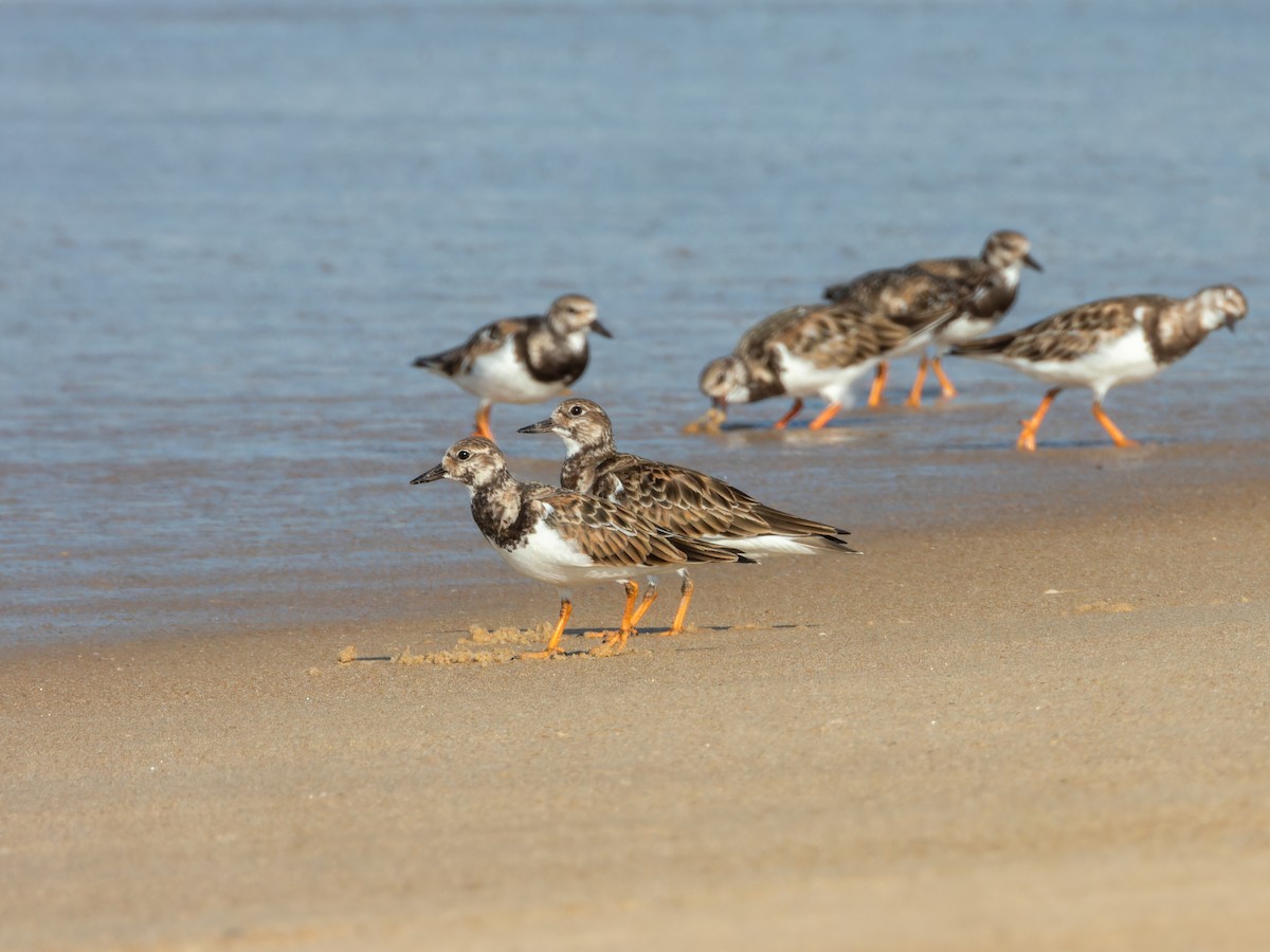 Ruddy Turnstone - ML646168843