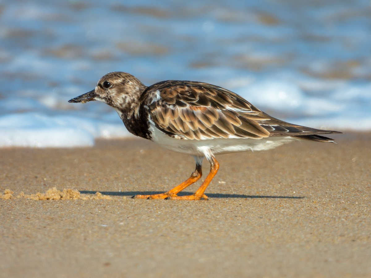 Ruddy Turnstone - ML646168844