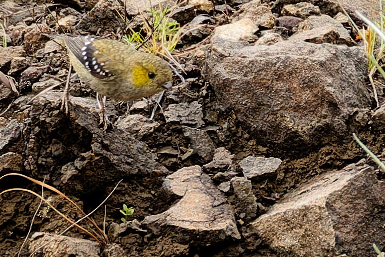 Forty-spotted Pardalote - ML646168845