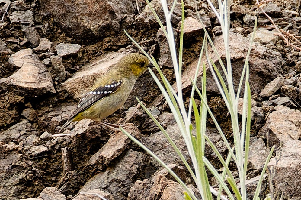 Forty-spotted Pardalote - ML646168846