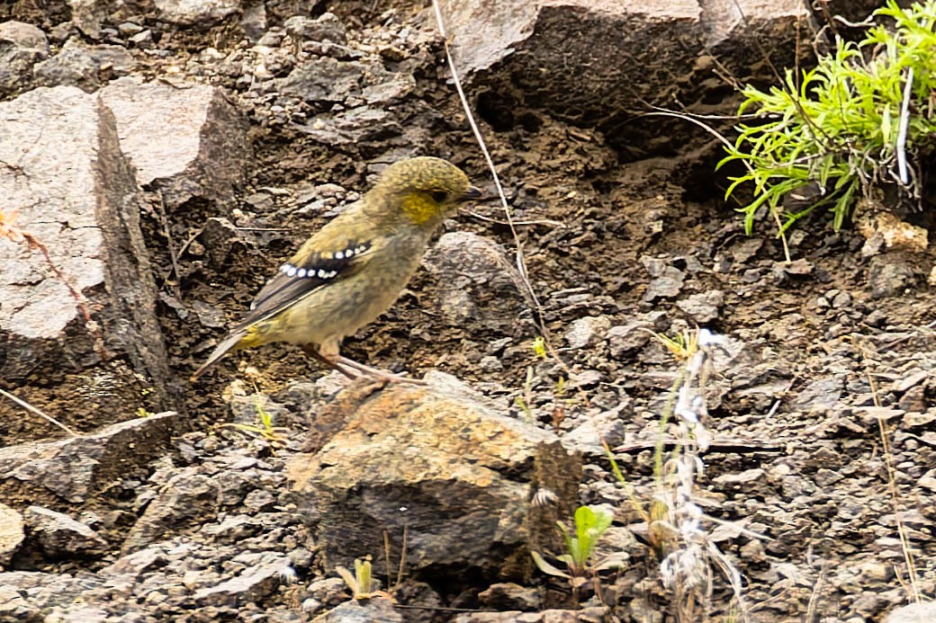 Forty-spotted Pardalote - ML646168847