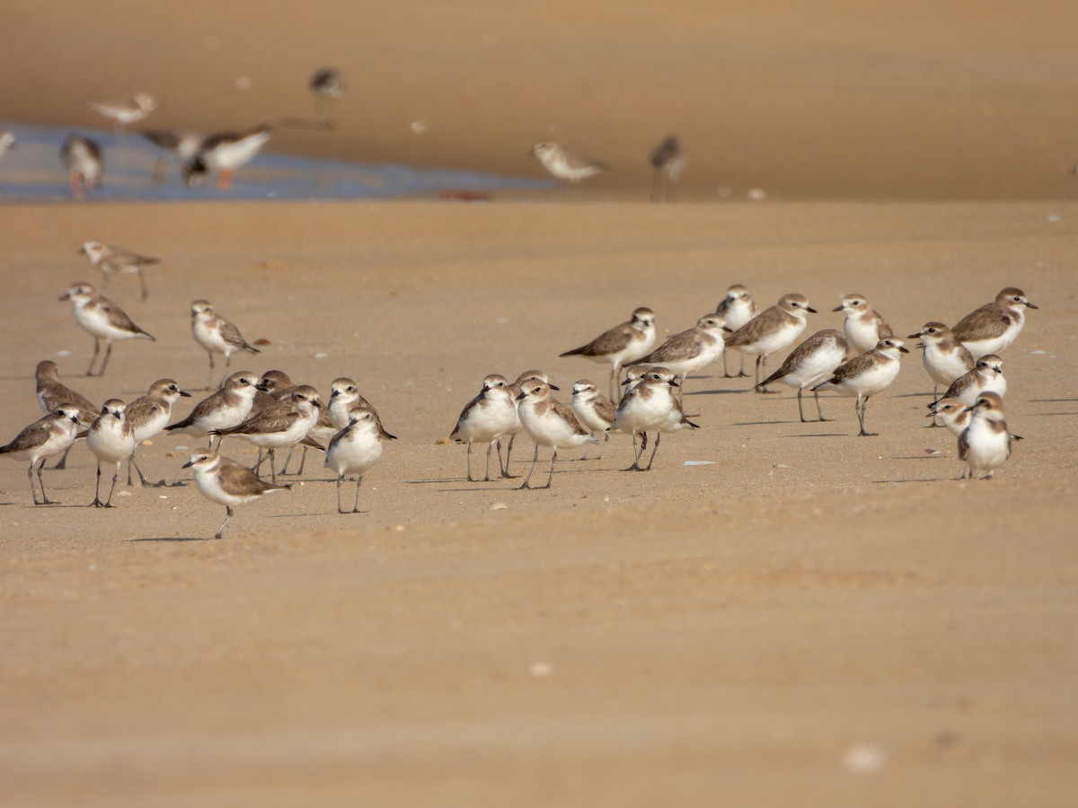 Tibetan Sand-Plover - ML646168848