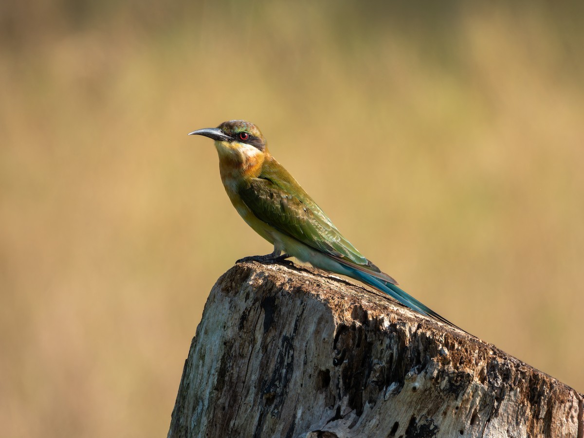 Blue-tailed Bee-eater - ML646168849