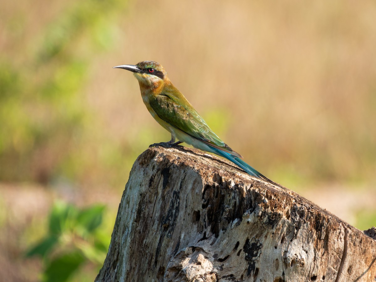 Blue-tailed Bee-eater - ML646168850