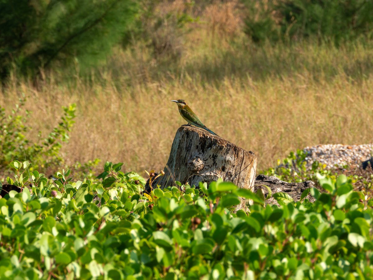 Blue-tailed Bee-eater - ML646168851