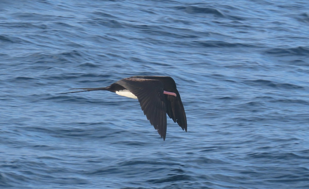 Christmas Island Frigatebird - ML646168852