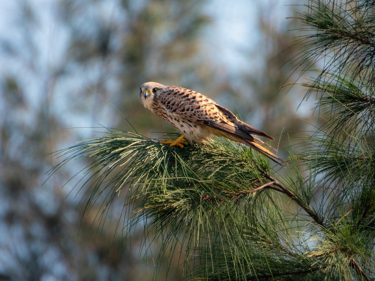Eurasian Kestrel - ML646168853