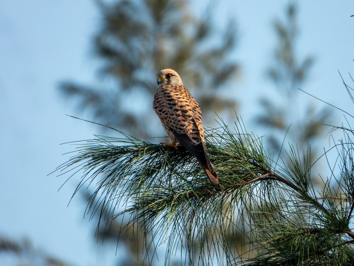 Eurasian Kestrel - ML646168854