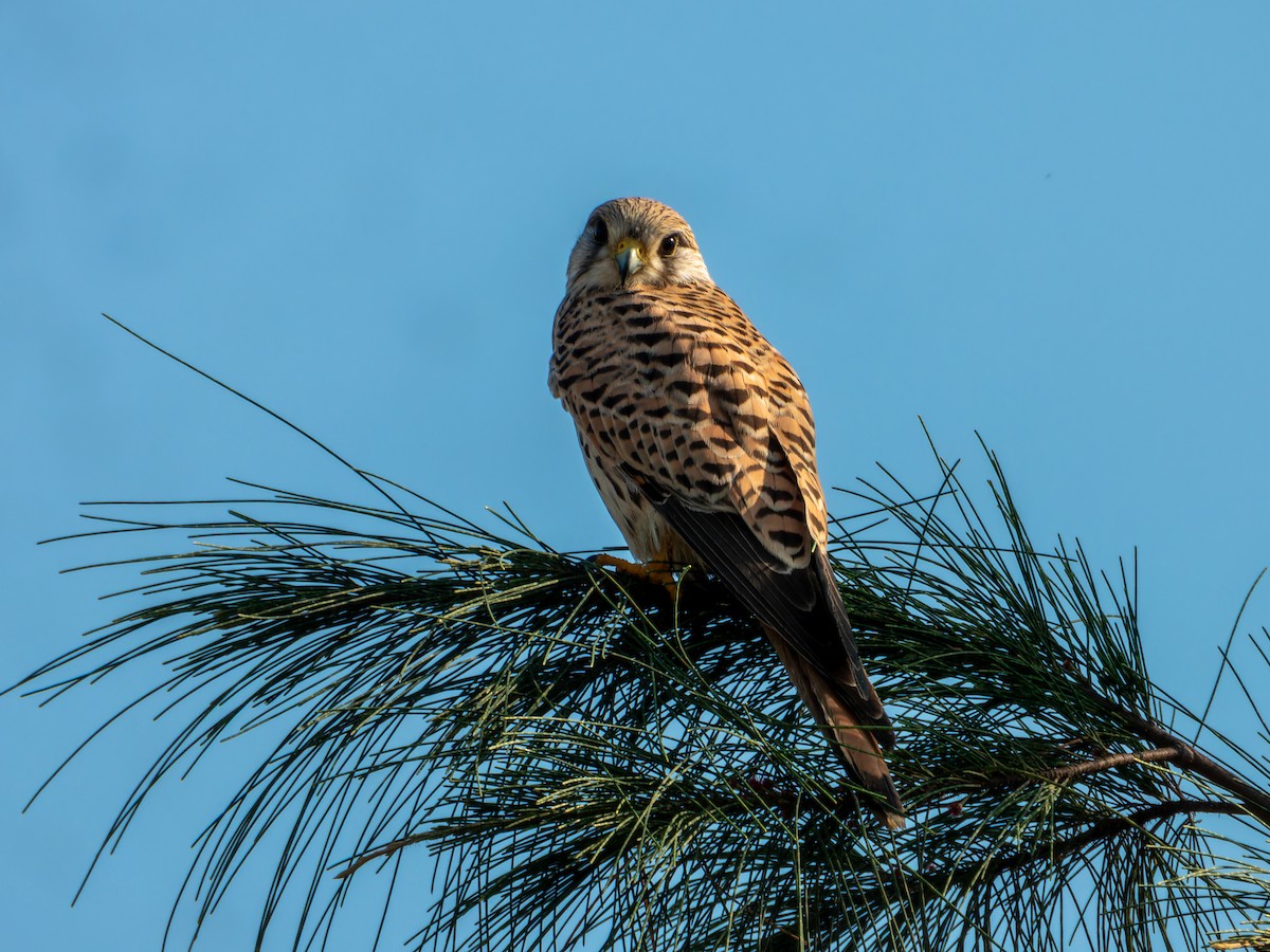 Eurasian Kestrel - ML646168855
