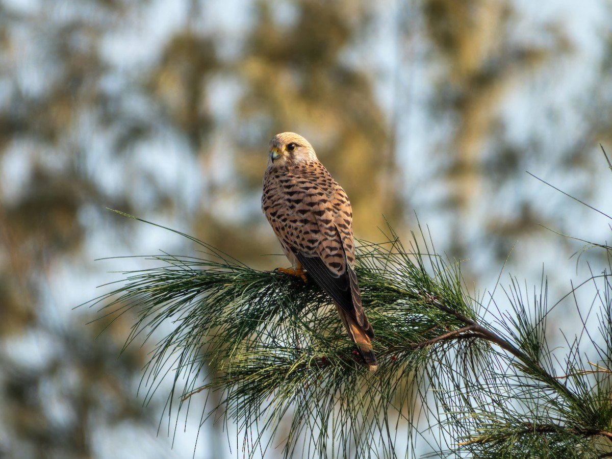 Eurasian Kestrel - ML646168856