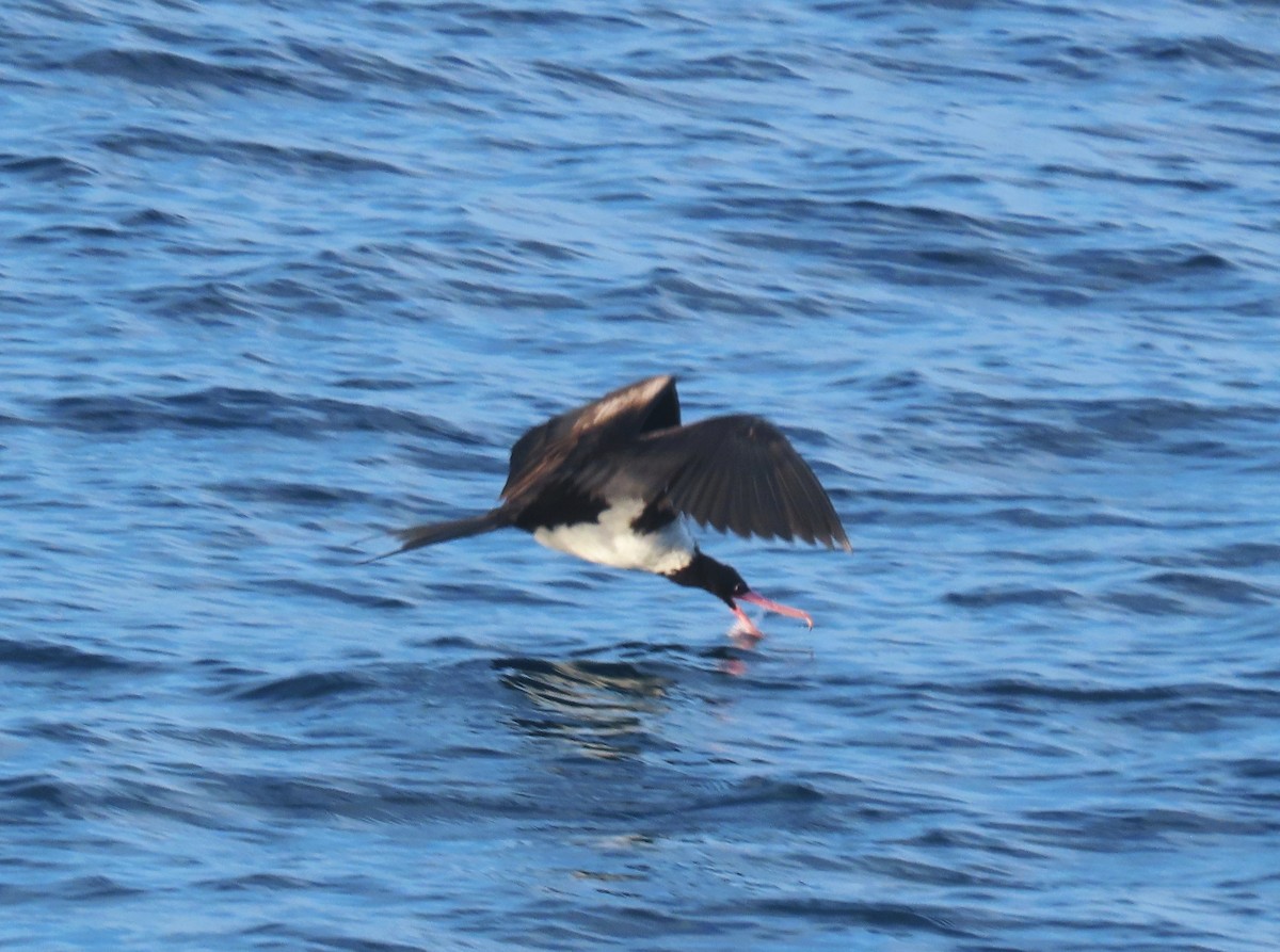 Christmas Island Frigatebird - ML646168857