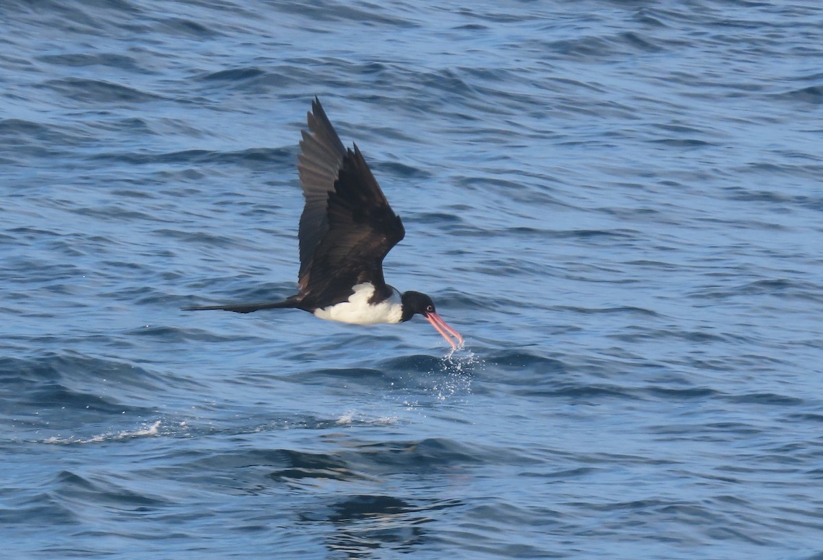 Christmas Island Frigatebird - ML646168858