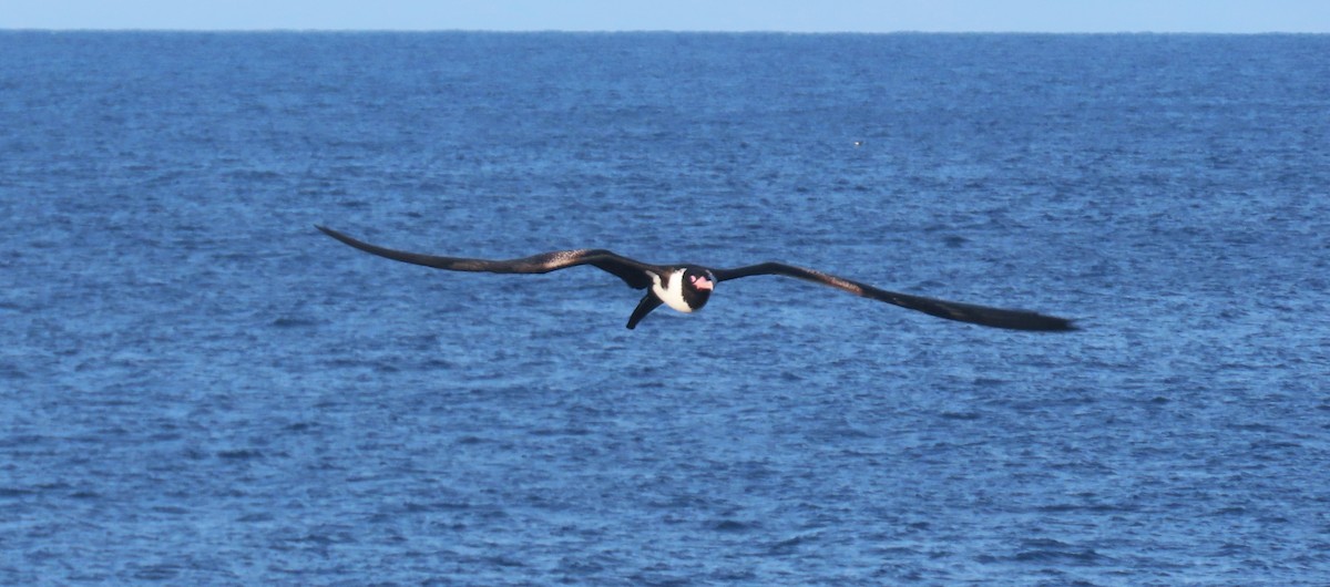 Christmas Island Frigatebird - ML646168859