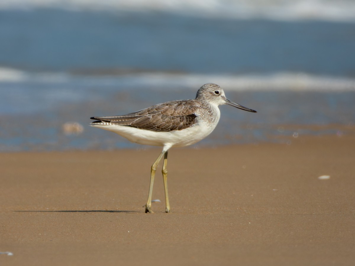 Common Greenshank - ML646168861