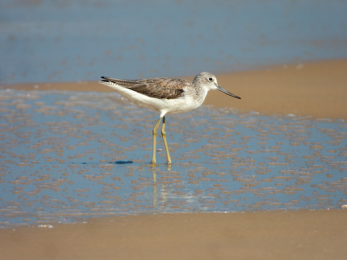 Common Greenshank - ML646168862