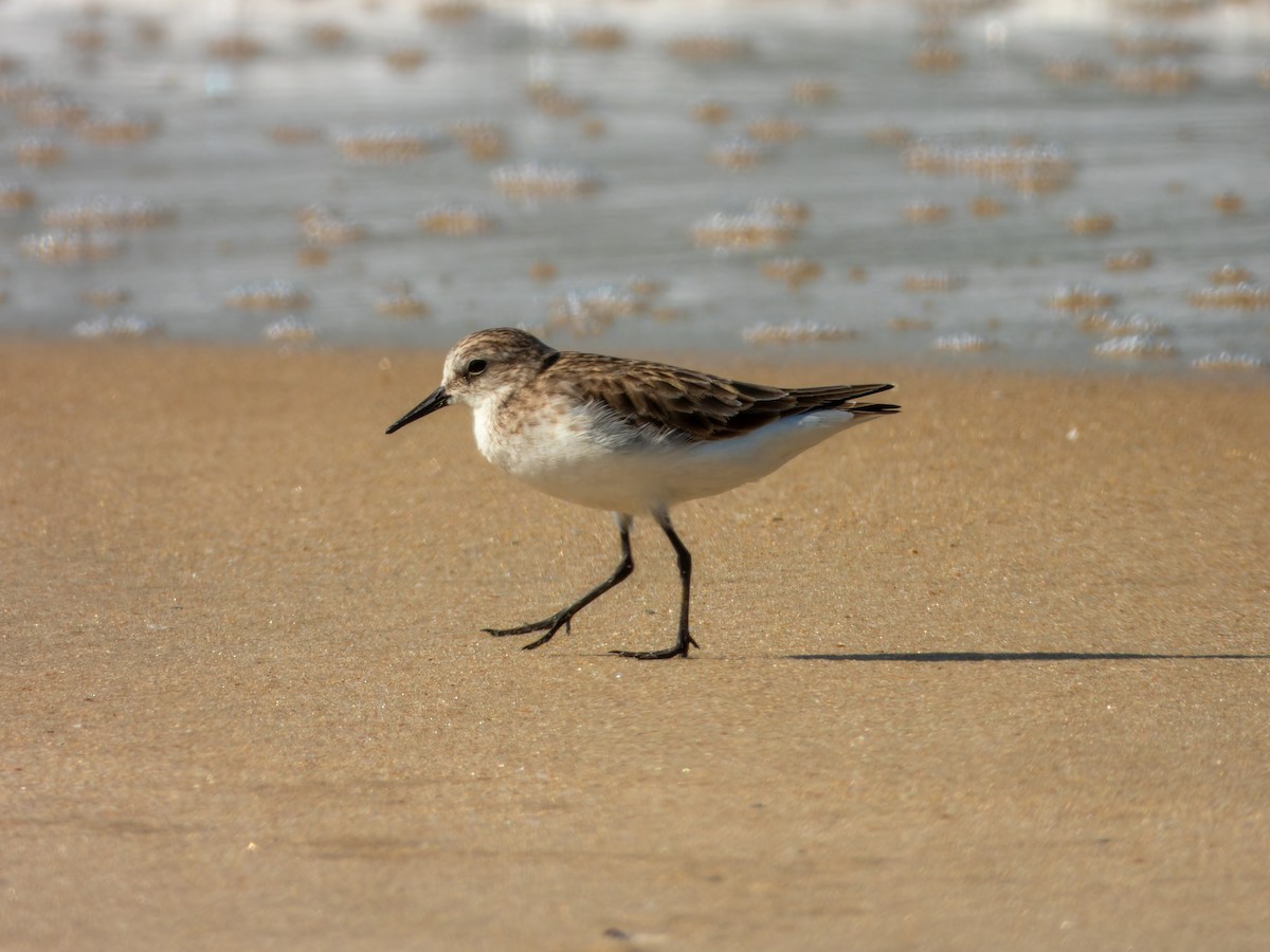 Little Stint - ML646168863