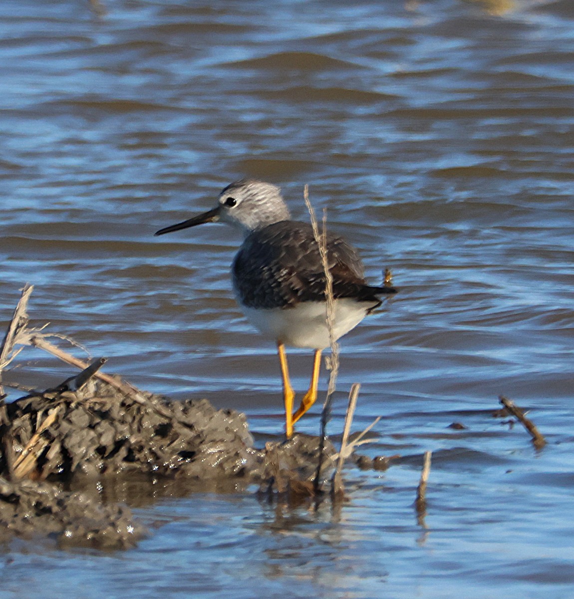 Lesser Yellowlegs - ML646168864