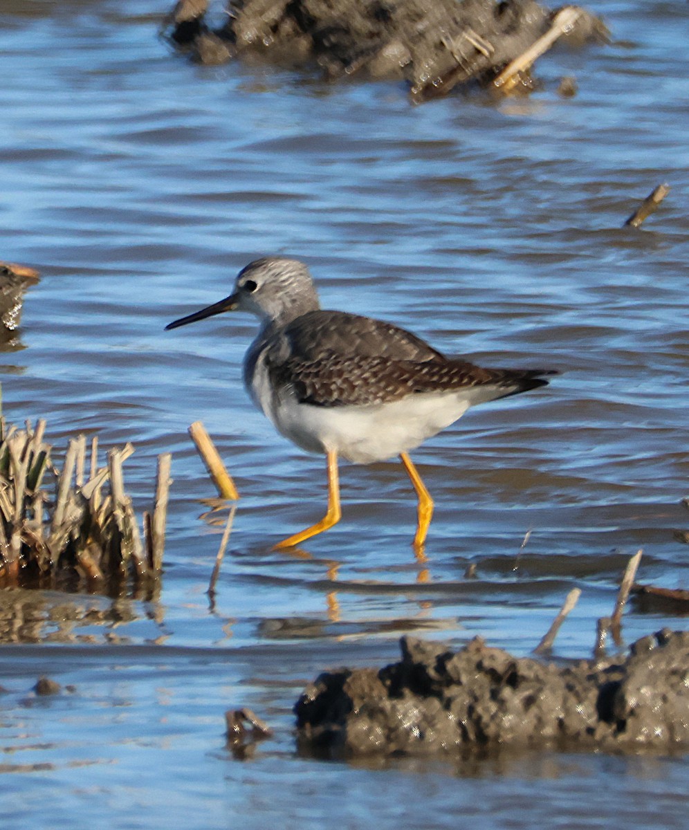 Lesser Yellowlegs - ML646168865