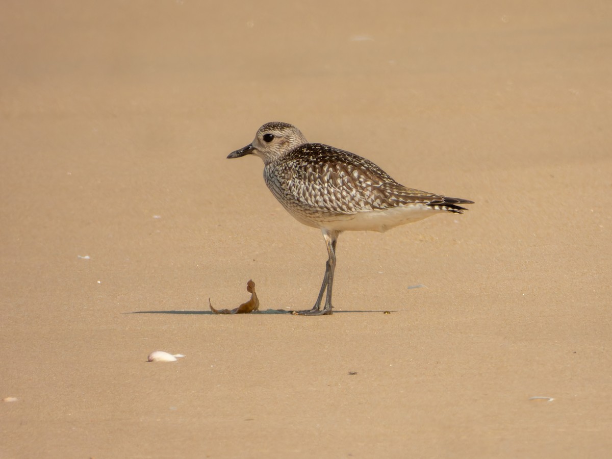 Black-bellied Plover - ML646168866