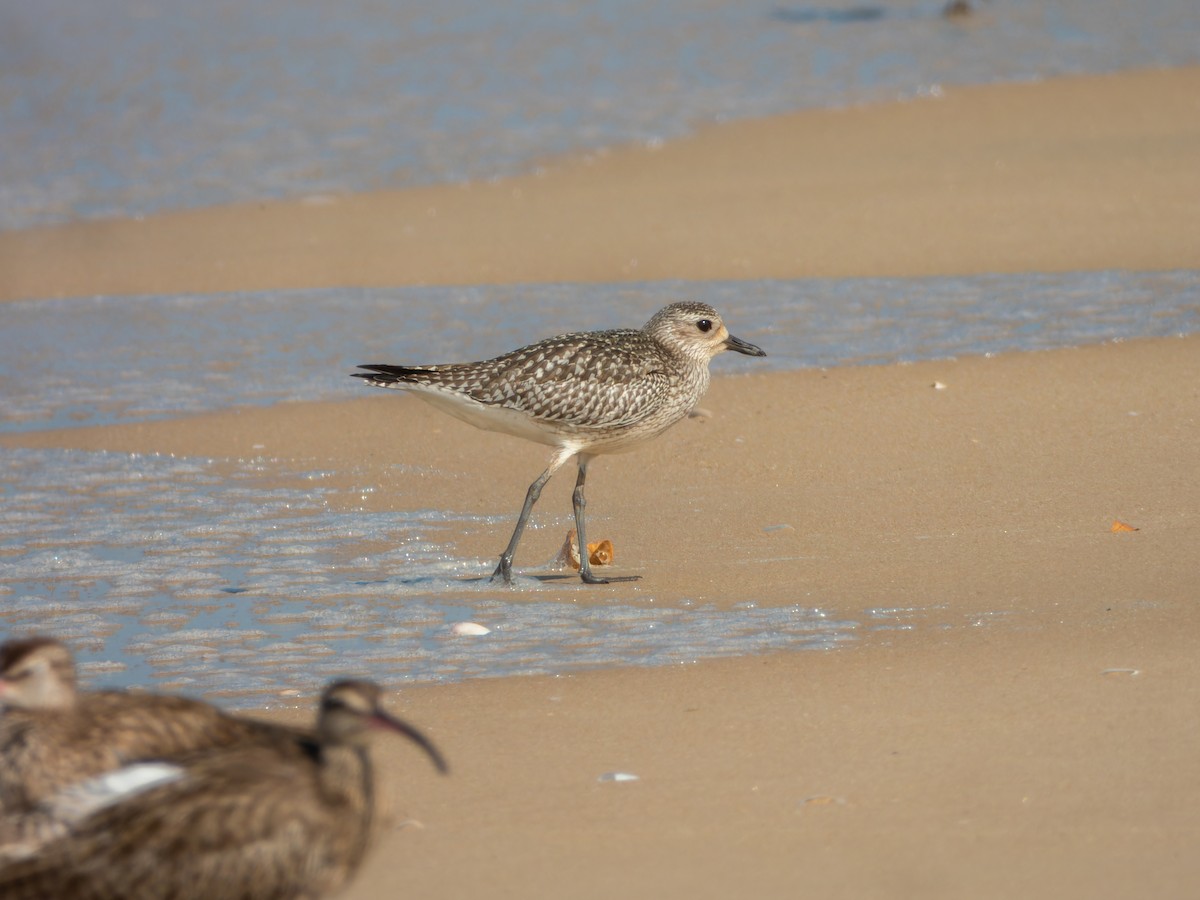 Black-bellied Plover - ML646168867