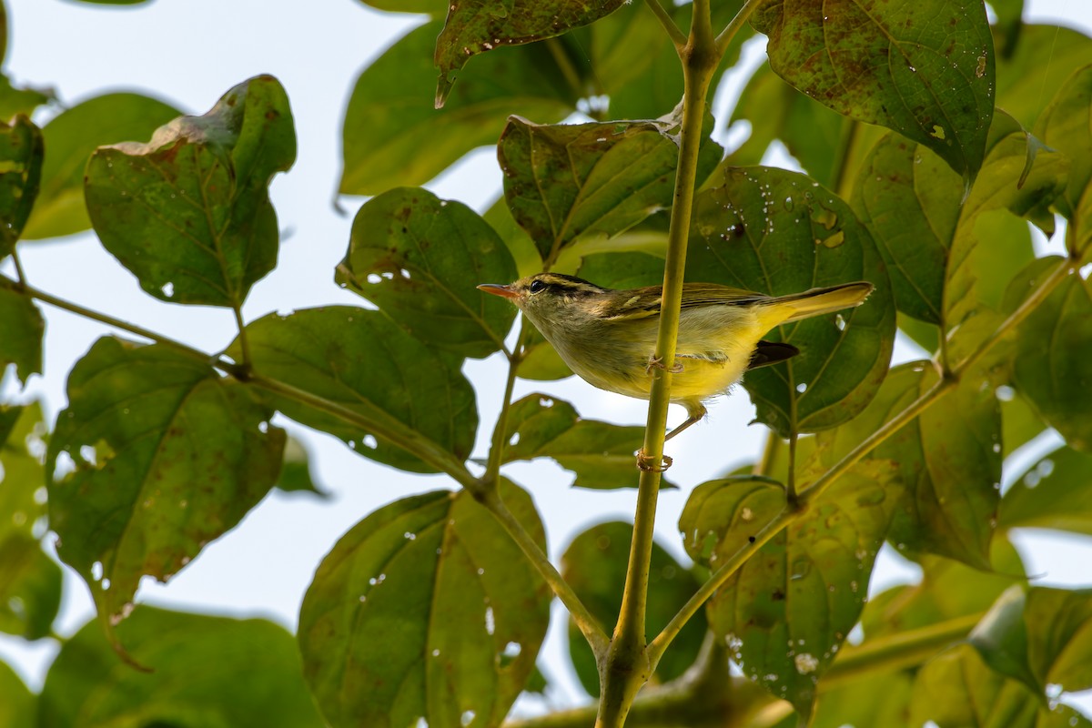 Blyth's Leaf Warbler - ML646168872