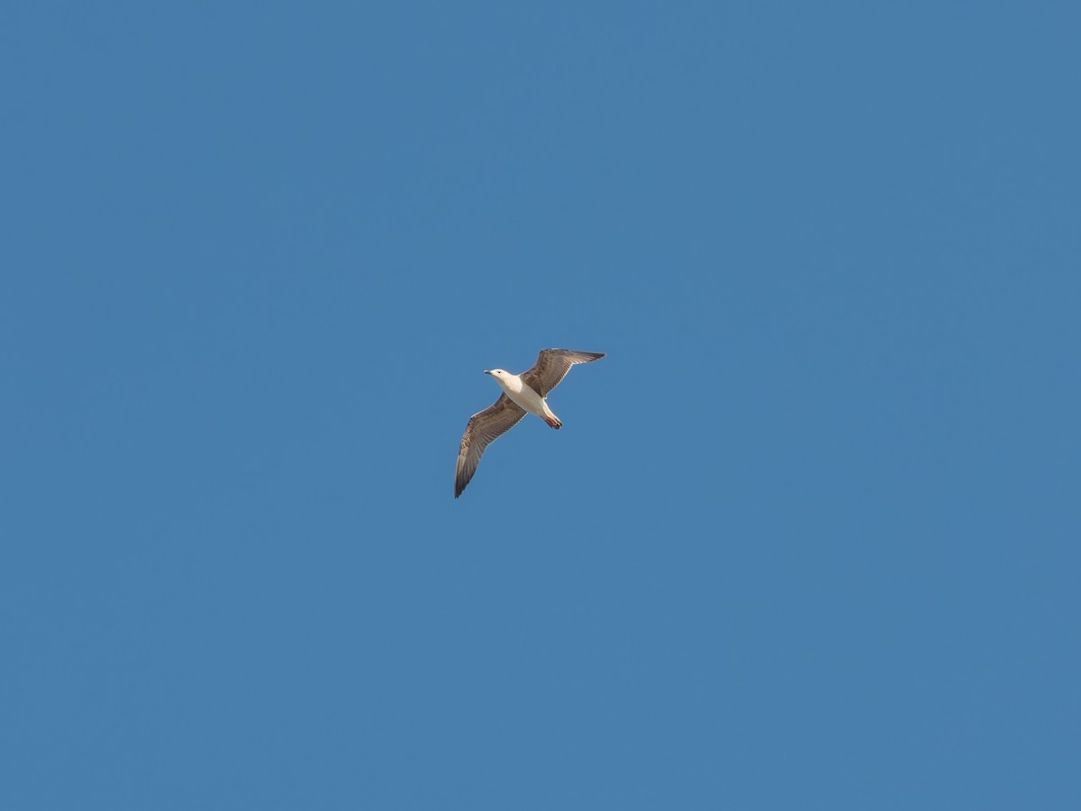 Lesser Black-backed Gull - ML646168873