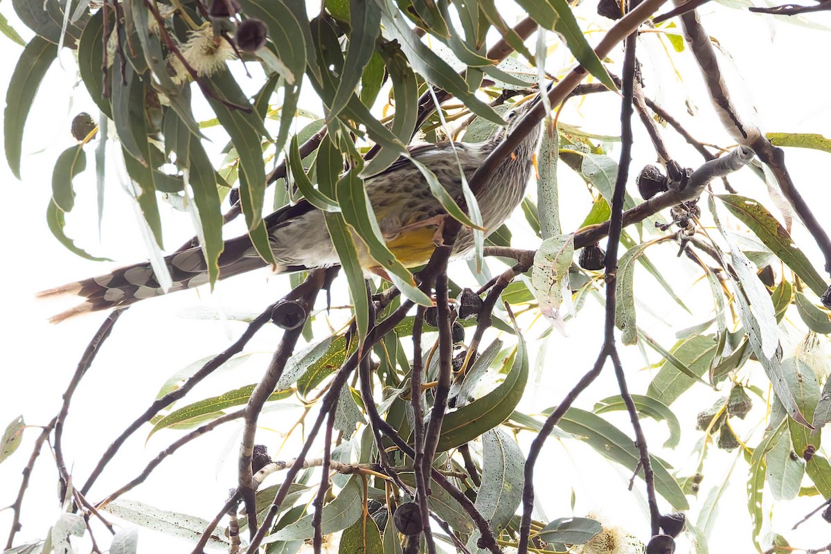 Yellow Wattlebird - ML646168874