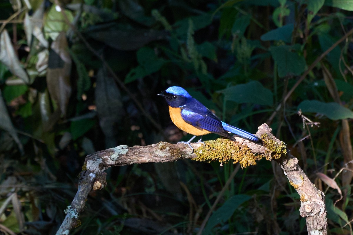 Rufous-bellied Niltava - ML646168876