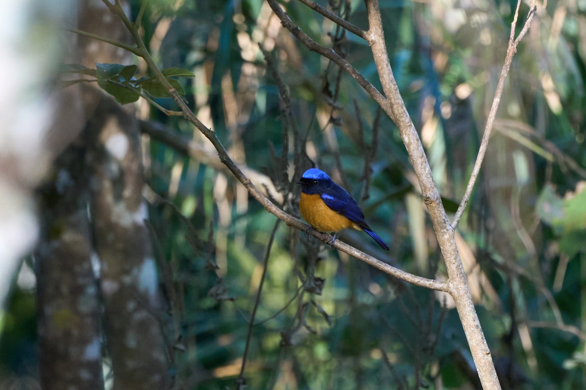 Rufous-bellied Niltava - ML646168877