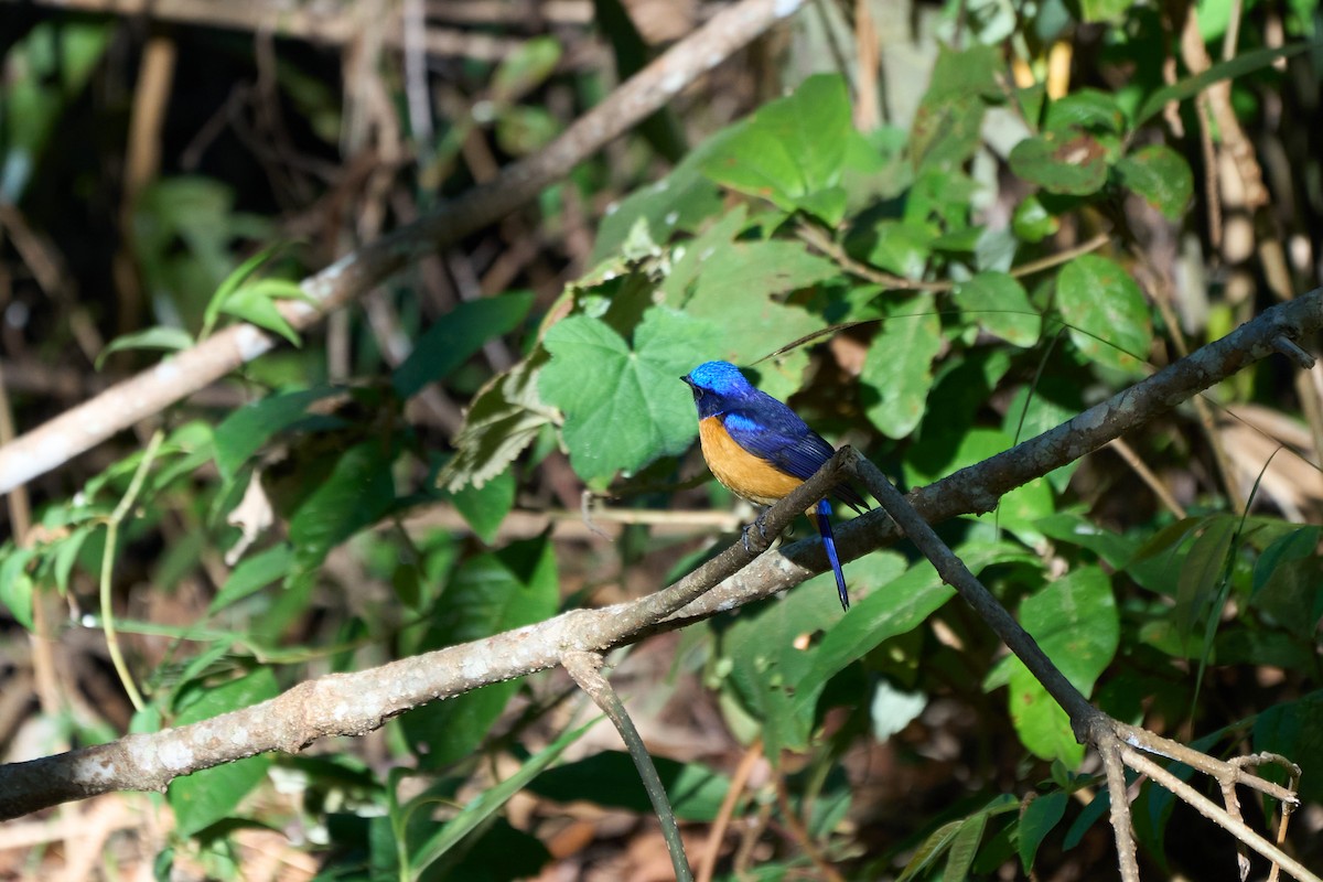 Rufous-bellied Niltava - ML646168878