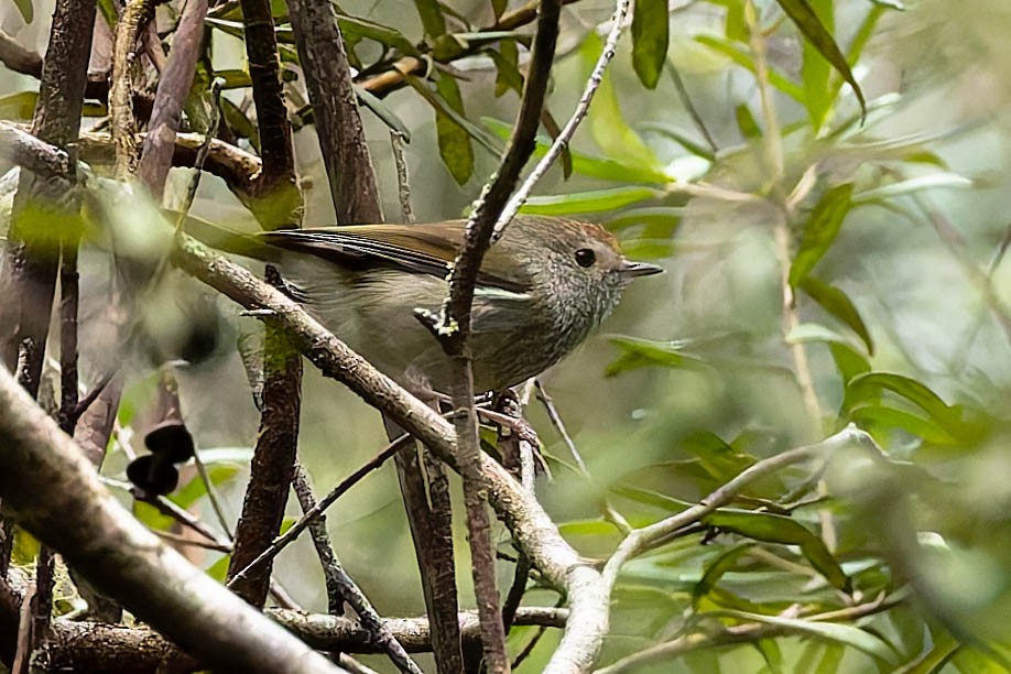 Tasmanian Thornbill - ML646168879
