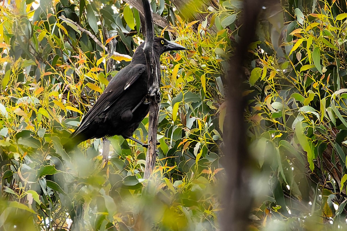 Black Currawong - ML646168880