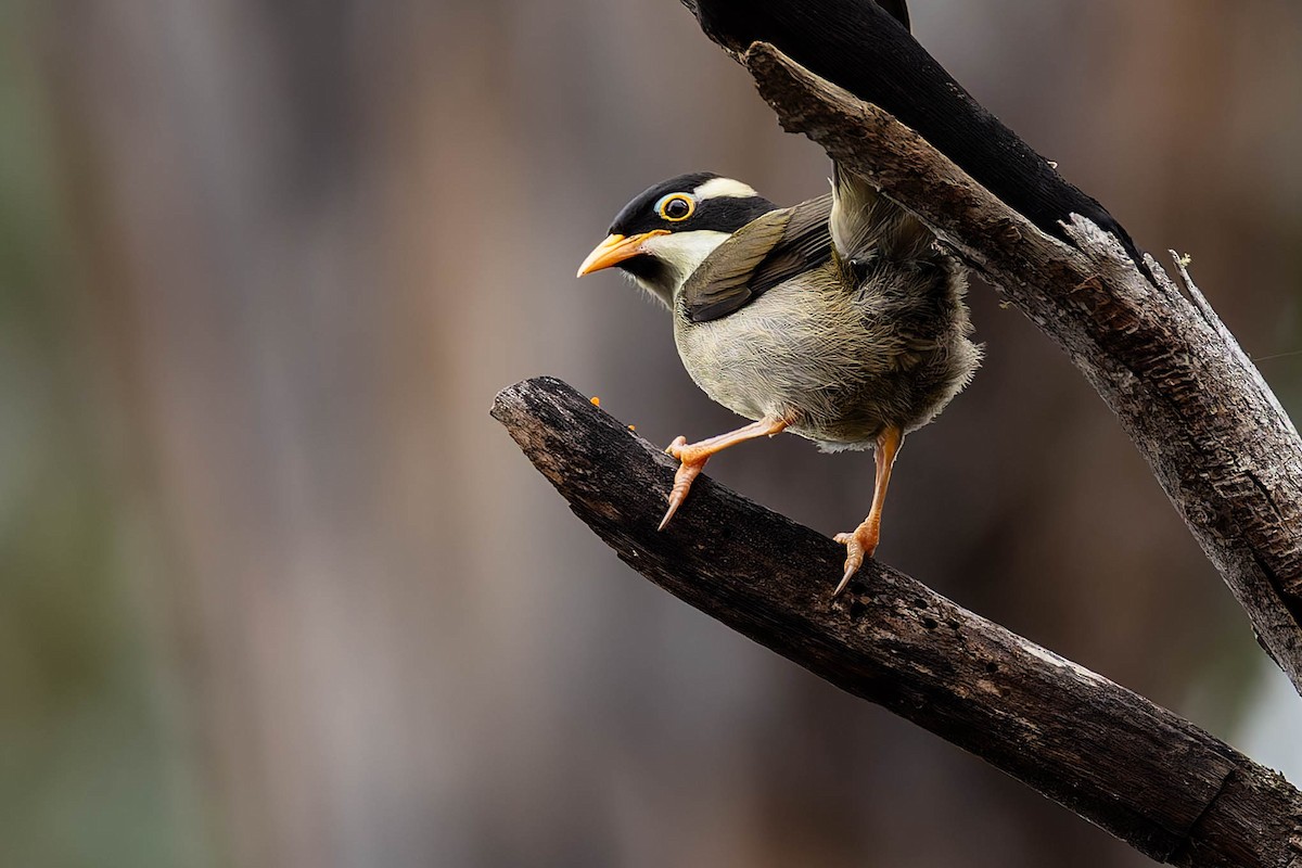 Strong-billed Honeyeater - ML646168881